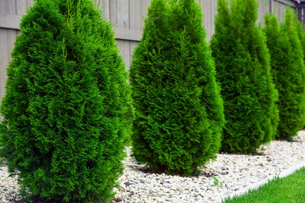 Arborvitae Planting in Lakeland