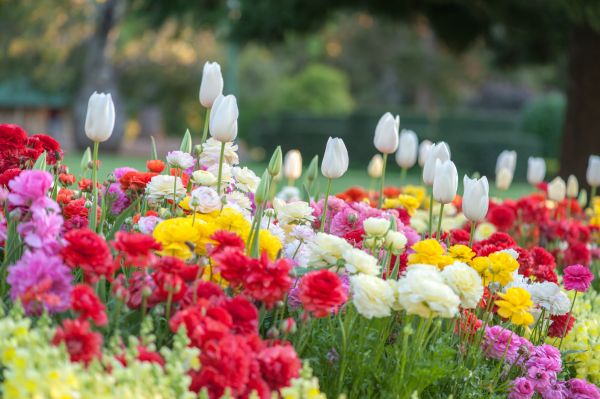 Gardening Service in Lakeland