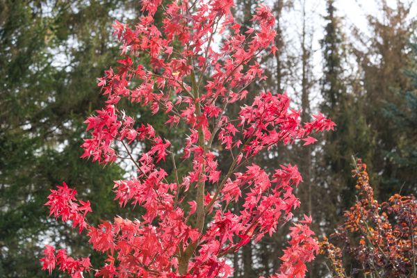 Japanese Maple Planting in Lakeland