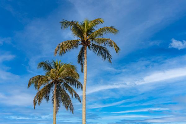 Palm Tree Planting in Lakeland