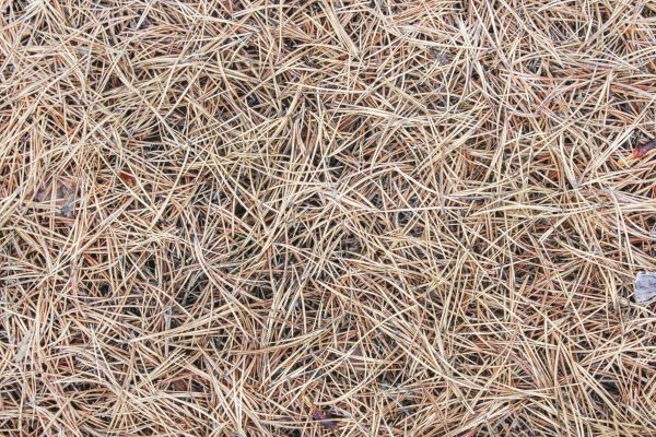 Pine Straw Installation in Lakeland