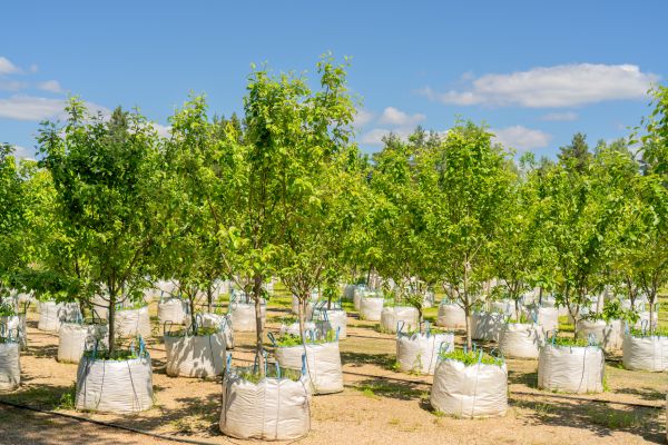 Tree Planting Service in Lakeland
