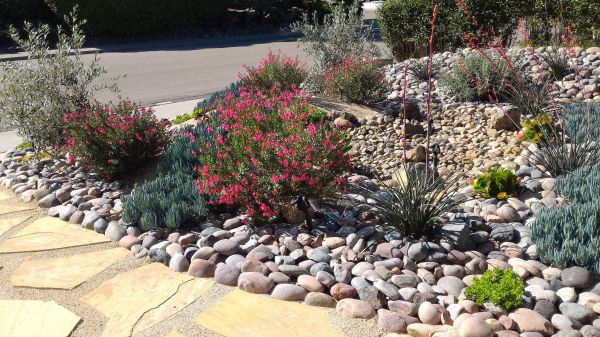 Xeriscape Landscaping in Lakeland