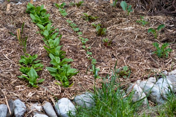 Mulch Service in Lakeland