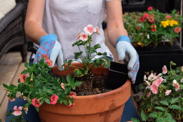 Plant Care Service in Lakeland