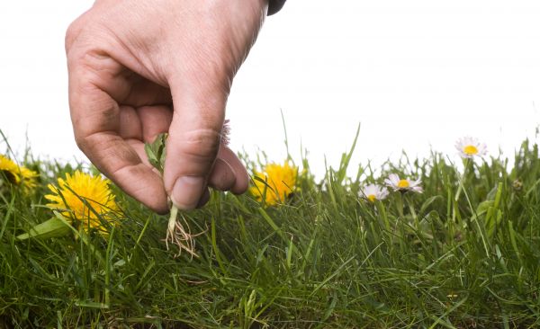 Lawn Weeding in Lakeland