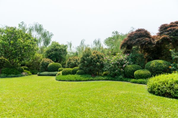 Tree Landscaping in Lakeland