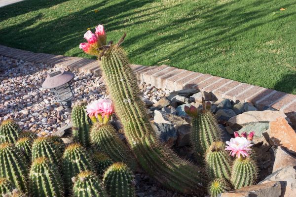 Desert Landscaping in Lakeland