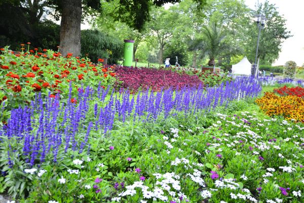 Perennials Planting in Lakeland