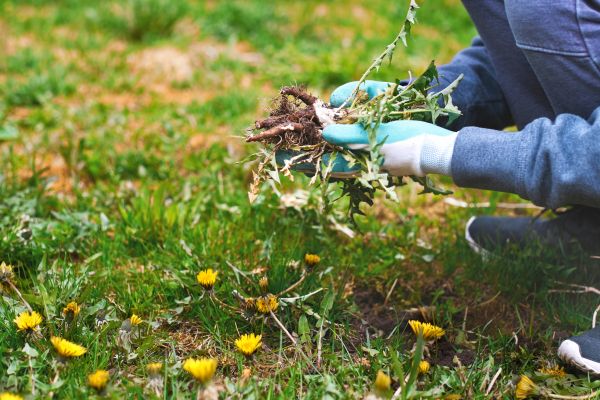 Flower Bed Clearing in Lakeland