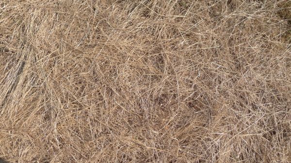 Pine Straw Replacement in Lakeland