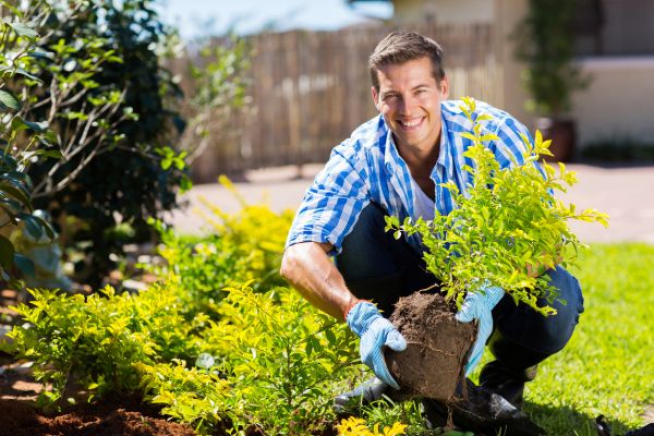 Shrub Landscaping in Lakeland