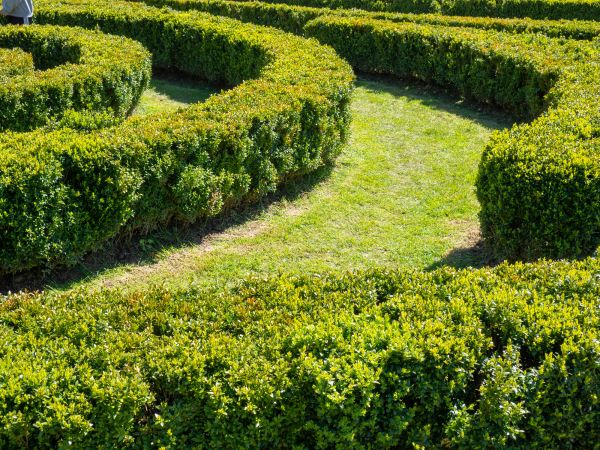 Bush Landscaping in Lakeland