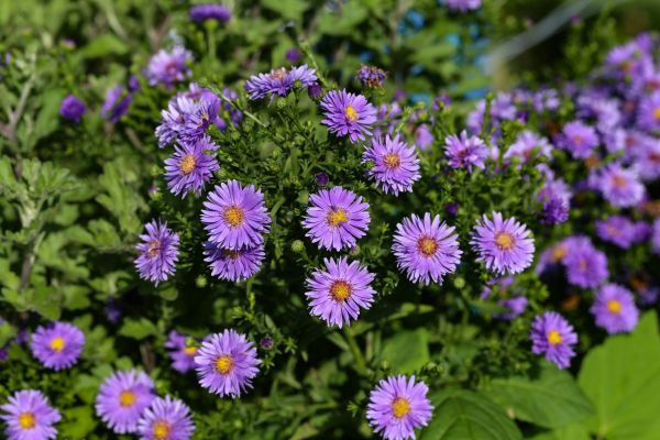 Perennial Flower Planting in Lakeland