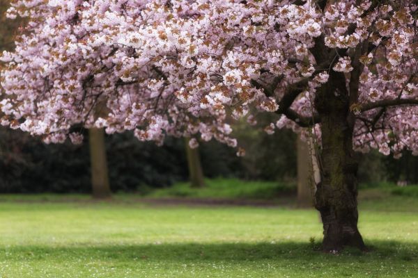 Cherry Tree Planting in Lakeland