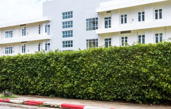 Privacy Landscaping in Lakeland