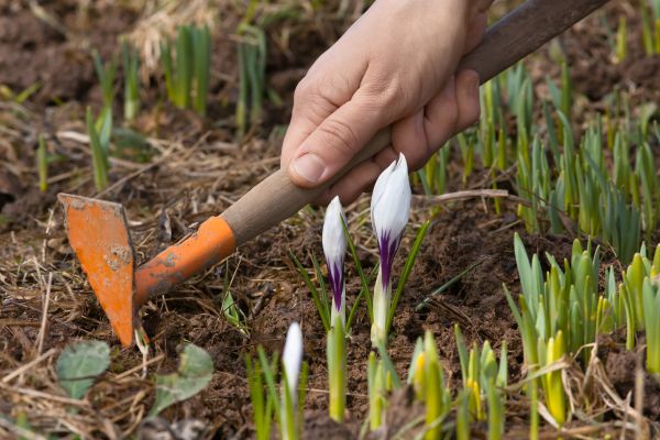 Flower Garden Weeding in Lakeland