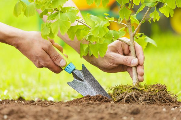 Fruit Tree Planting in Lakeland