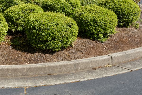 Pine Mulch Installation in Lakeland
