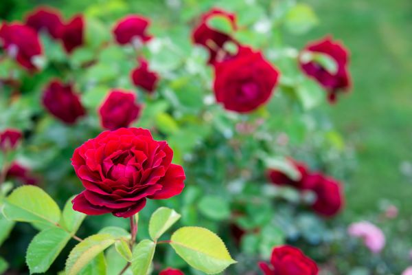 Rose Planting in Lakeland