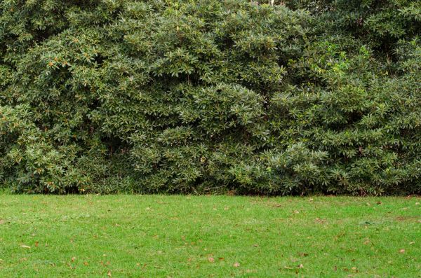 Privacy Hedge Planting in Lakeland