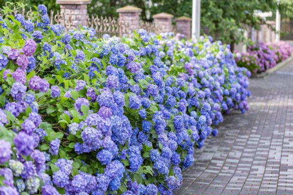 Hydrangea Landscaping in Lakeland