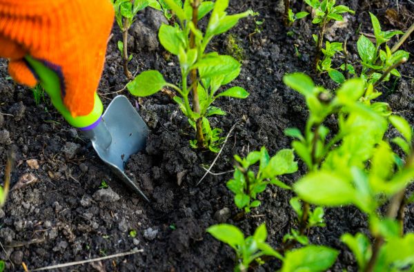 Hydrangea Planting in Lakeland
