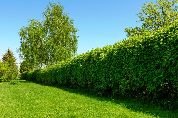 Hedge Replacement in Lakeland