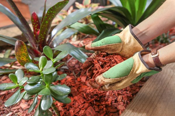 Cedar Mulch Installation in Lakeland
