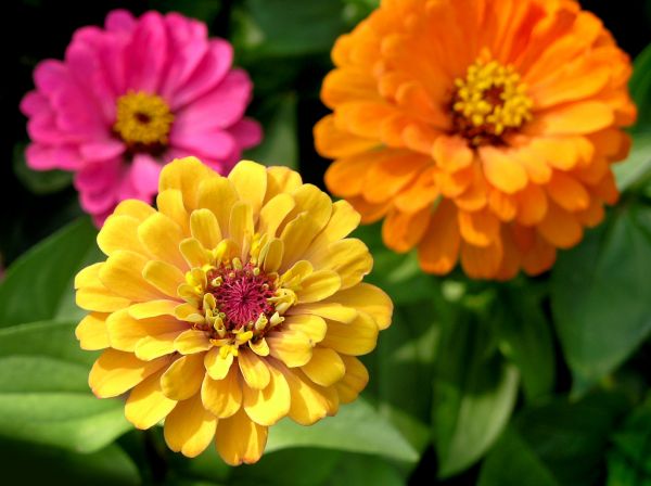 Zinnia Planting in Lakeland