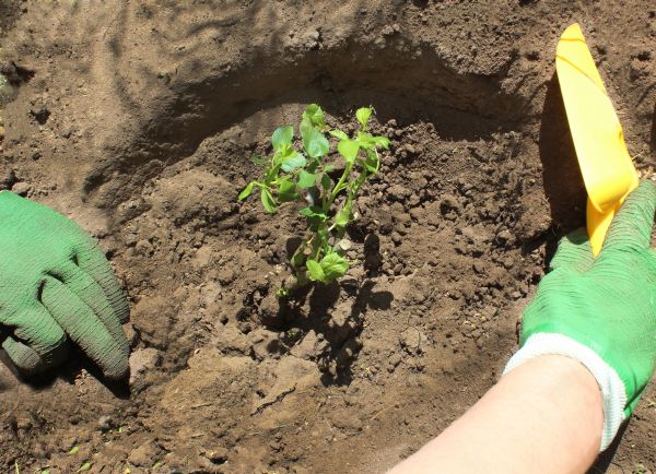 Rose Bush Planting in Lakeland