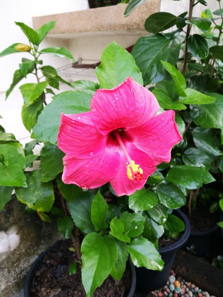Hibiscus Planting in Lakeland