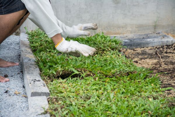 Ground Cover Planting in Lakeland