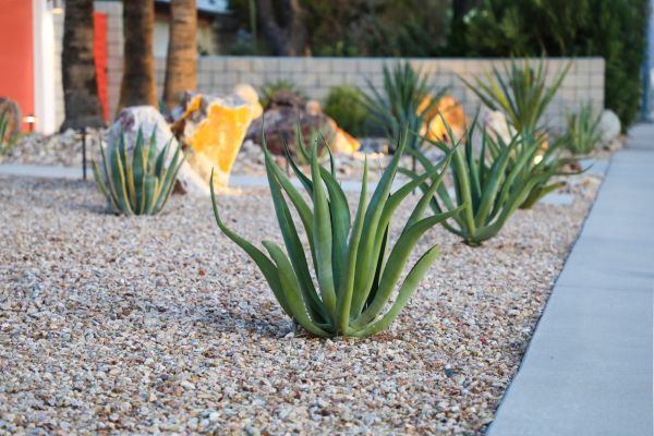 Drought Resistant Landscaping in Lakeland
