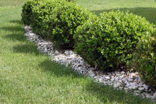 Boxwood Planting in Lakeland