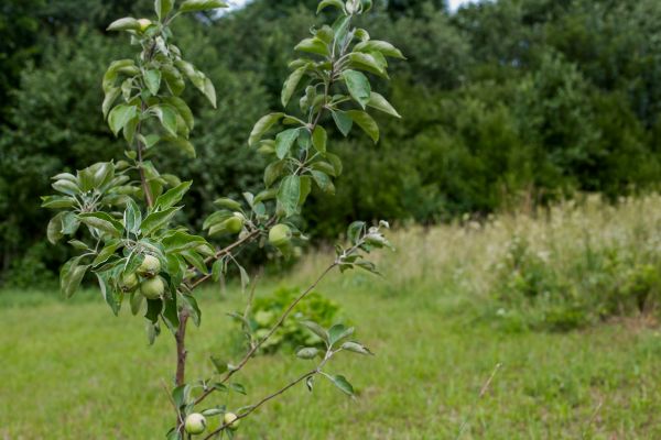 Apple Tree Planting in Lakeland