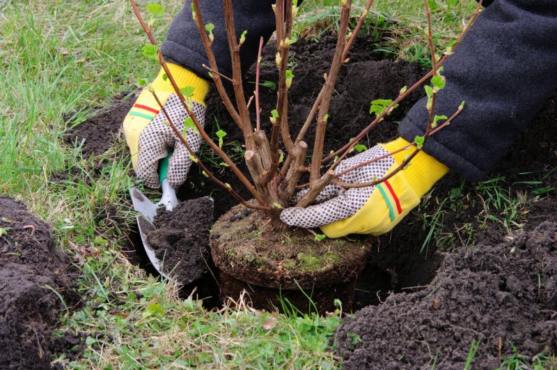 Boxwood Planting