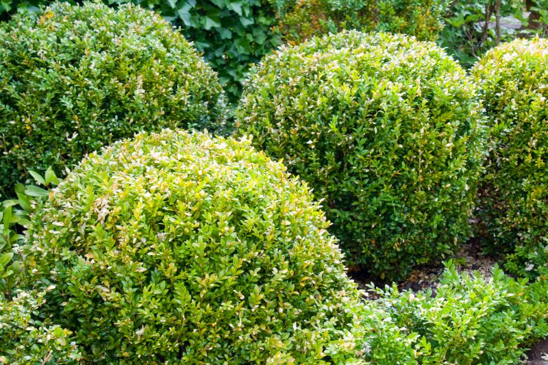 Bush Landscaping